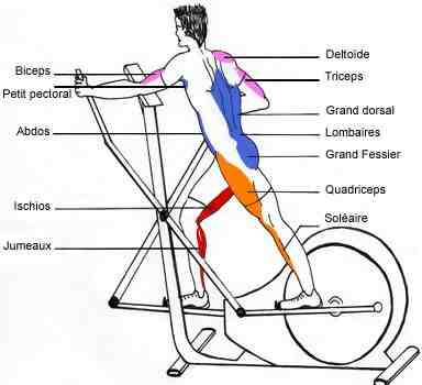 Est-ce que le vélo elliptique fait maigrir ?
